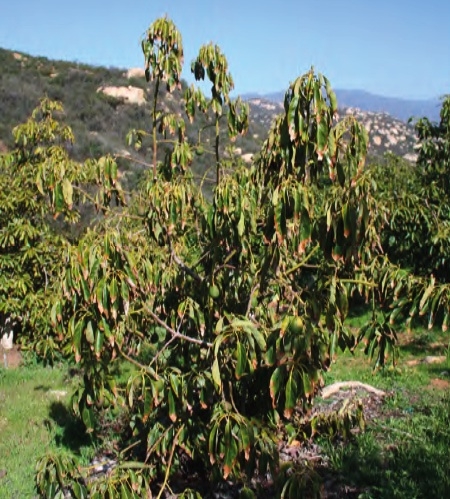 管理葉片健康，以便更好地生產牛油果